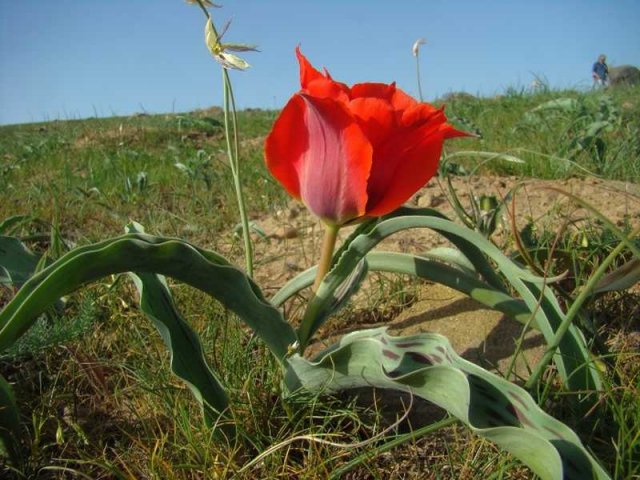 Флора Южного Казахстана